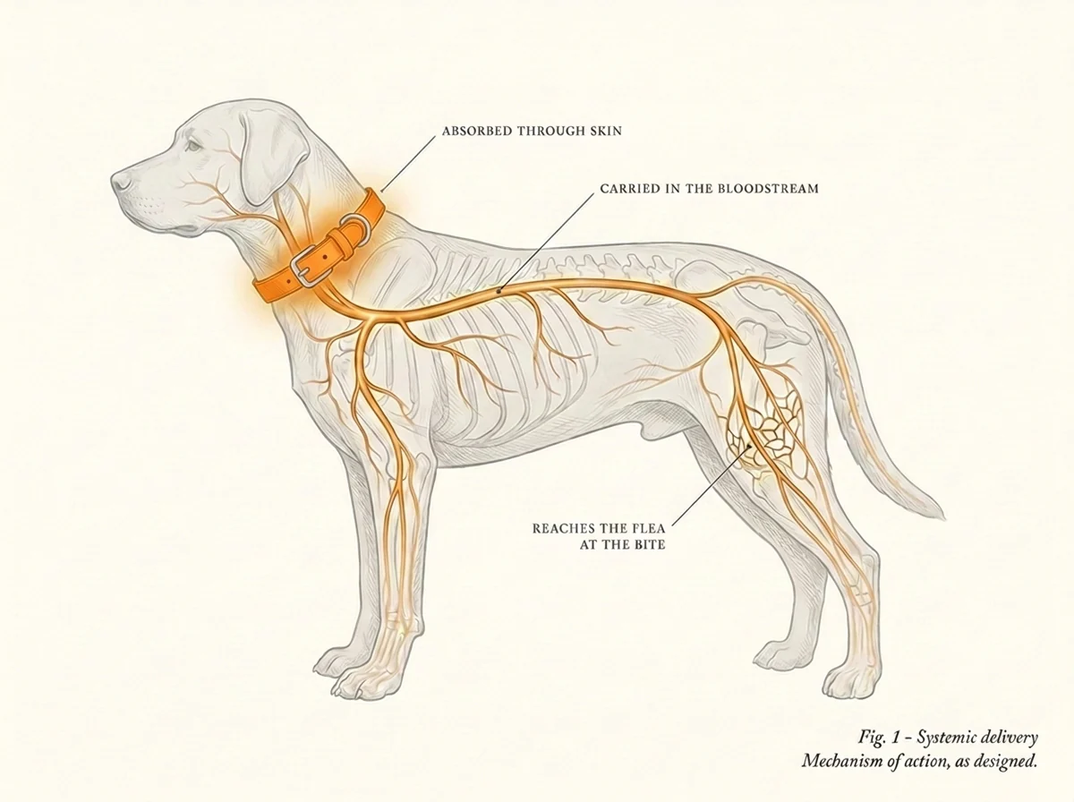 Veterinary illustration of a dog showing a collar's active ingredient spreading through the bloodstream, labelled as the designed mechanism of action