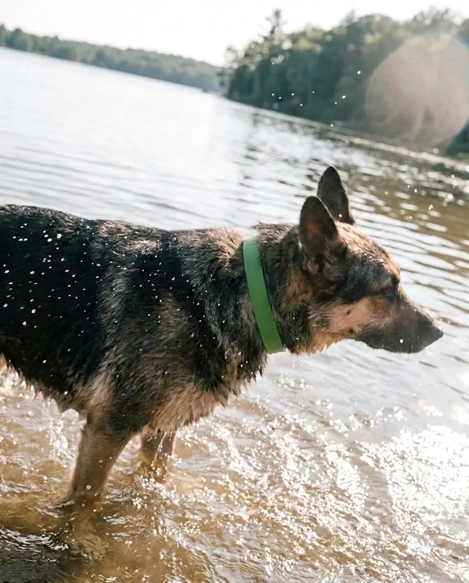 Candid phone photo of a wet dog shaking off lake water, wearing the collar